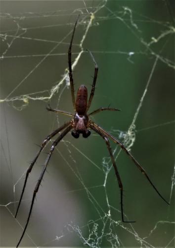 Trichonephila fenestrata